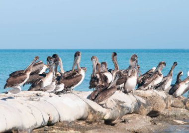 Bir grup Pelikan Meksika 'daki Holbox adasında deniz kenarında dinleniyor.