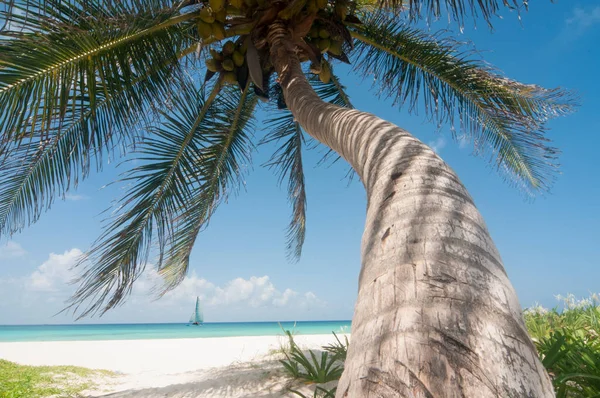 Кокосова Пальма Безлюдному Тропічному Білому Піщаному Пляжі Вітрильником Обрії Карибському — стокове фото