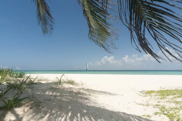 热带海滩 有棕榈树 白色沙滩 地平线上有一艘帆船 梦想假期的概念 — 图库照片