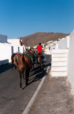 Oia Yunanistan 'da dar bir sokaktan sahipleriyle birlikte bir grup nakliye eşeklerinin manzarası