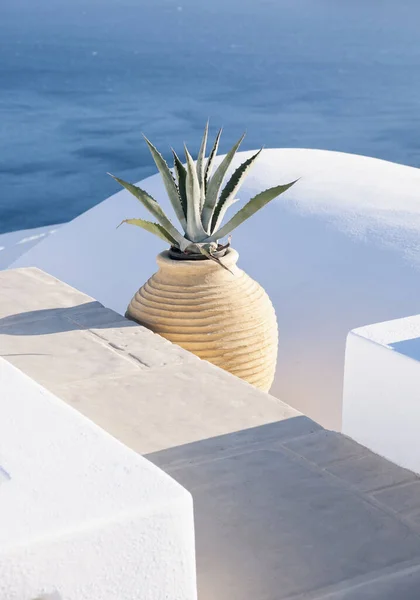 Close Decorative Pot Agave Plant Terrace Santorini Background Volcano Caldera — Stock Photo, Image