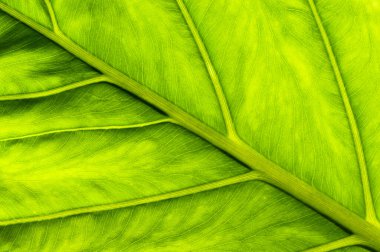 Colomo Leaf Doğa Detayının Yeşil Çekimi. Bitki arkaplanı