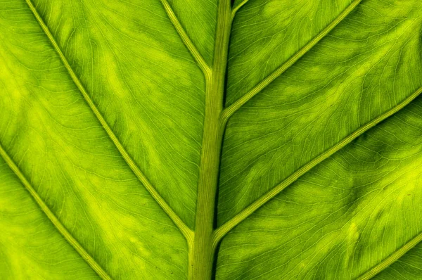 Touch Tropics Capturing Beauty Colomo Leaf Mexico Wilderness Mexico Nature — Stock Photo, Image