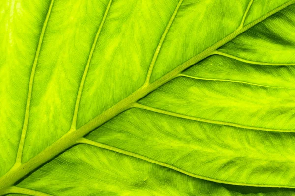 Vibrant Green Close Tropical Colomo Elegant Leaf Mexico 배경푸른 — 스톡 사진