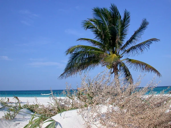 A heavenly experience: the magic of a white sand beach and palms in the Caribbean Sea. A perfect beach for relaxation