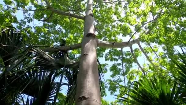 セイバの木の傾斜した映像でメキシコの熱帯雨林を発見してください トランクからクラウンへのボトムアップビューは 自然や旅行プロジェクトに最適です — ストック動画