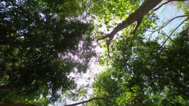 Yaprakları ve dalları güneş ışınları tarafından aydınlatılan egzotik tropikal ağaçların altından çekildi. Dairesel hareketli gerçek zamanlı HD görüntüler