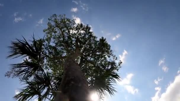 Silhueta Árvore Tropical Filmada Abaixo Lapso Tempo Retroiluminada Pela Luz — Vídeo de Stock