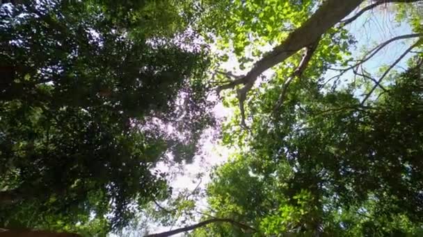 Tiro Baixo Folhagem Exóticas Árvores Tropicais Com Ramos Folhas Retroiluminadas — Vídeo de Stock