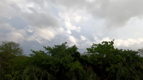 Beleza Das Imagens Natureza Com Nuvens Movimento Rápido Folhas Árvores — Vídeo de Stock