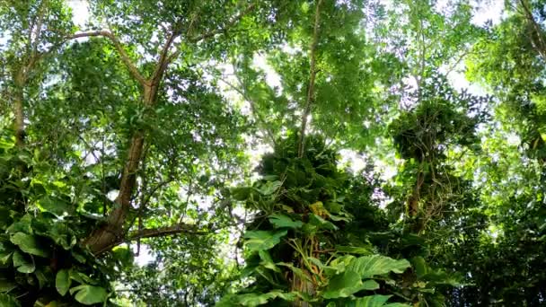 Meksika Daki Tropikal Ormanın Yukarısından Esen Rüzgarın Dramatik Bulutların Hızlandırılmış — Stok video