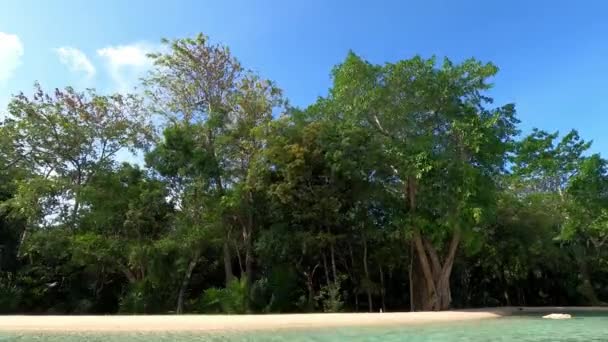 Часові Знімки Лагуни Деревами Тропічною Рослинністю Громадському Парку Мексиці Ідеальне — стокове відео