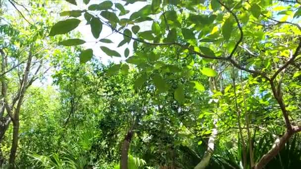 Filmagem Com Movimento Vertical Inclinado Árvores Vegetação Tropical México Filmagem — Vídeo de Stock