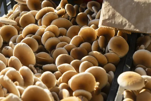 Close Ligeiramente Desfocado Uma Caixa Cogumelos Para Venda Mercado Cidade Fotografia De Stock