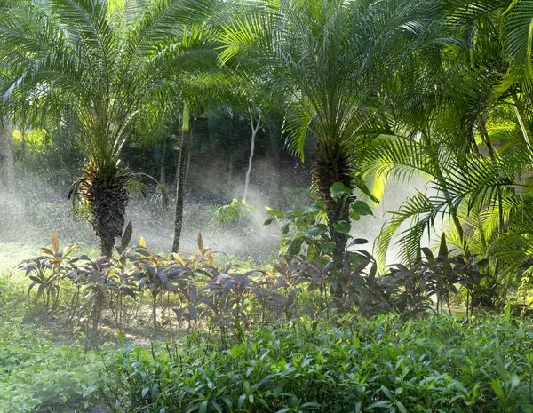Automatiserad Sprinklerbevattning Tropisk Trädgård Med Frodiga Exotiska Växter Upplysta Solens Royaltyfria Stockfoton