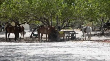 Meksika 'daki Holbox tropikal adasının kumsalındaki ağaçların gölgesinde dinlenen atların HD videosu, turistlerin doğayla temas halinde kıyı boyunca ekolojik turlara çıkmasını bekliyor.