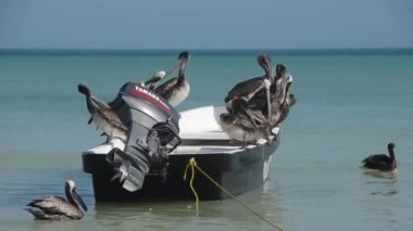 Meksika 'daki Holbox Adası' nda kıyıya demirlemiş bir balıkçı teknesinde dinlenen bir grup pelikanın HD videosu. Arka planda mavi gökyüzü ve Karayip Denizi..