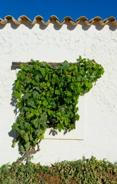 İspanya 'nın Formentera adasında, arka planda mavi gökyüzü, beyaz bir duvarda bir sarmaşıkla kaplı bir kır evinin penceresine yakın çekim.