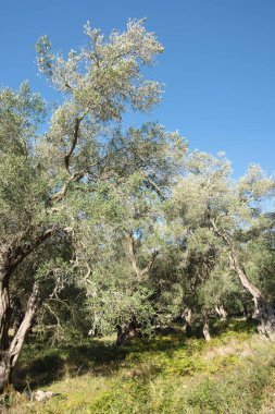 Yunanistan 'ın Paxos adasındaki bir Akdeniz koruluğunda günışığı zeytin ağaçları. Rahatlama ve turizm için ideal bir yer.