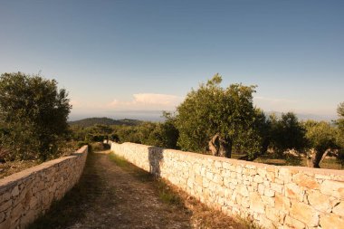 Taş duvarlarla kaplı, berrak mavi bir gökyüzünün altındaki yemyeşil zeytin ağaçlarının arasından uzanan sessiz bir toprak yol. Yunanistan 'da tatil ve dinlenme için ideal bir yer.