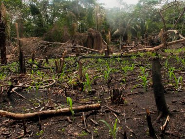 Partially cleared rainforest on a subsistence farm along the Madre de Dios River, a tributary of the Amazon.