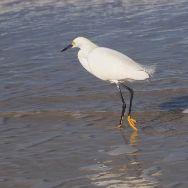 Karlı Egret (Egretta thula) sığ bir sahil boyunca avlanıyor