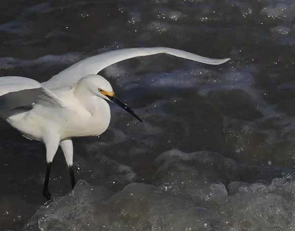 Snowy Egret Egretta Thula Insegue Piccolo Pesce Che Nuota Sotto Foto Stock Royalty Free