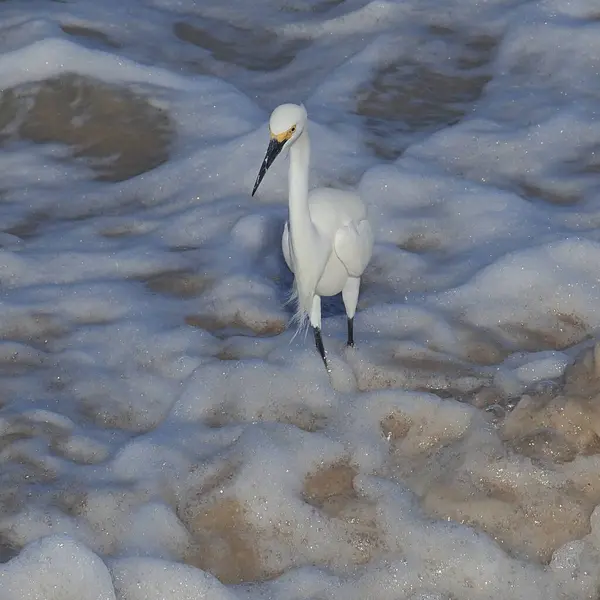 Snowy Egret Naparuje Světlými Vlnami Při Lovu Oceánské Pláži Východním Royalty Free Stock Fotografie
