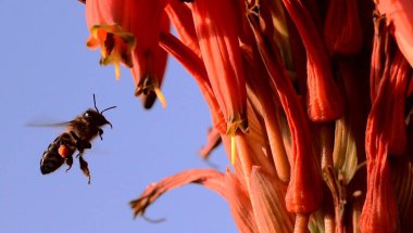 Arıdan bala! Portekiz 'in otonom bir bölgesi olan Madeira Adası' ndaki turuncu çiçekli Aloe Vera bitkisine yaklaşan renkli koordine arı Fas 'ın kuzey batı kıyısında bulunuyor.