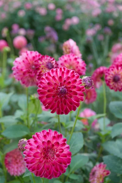 2つのピンク色のポンポン ダリアの花のクローズアップは 彼らの葉 芽を持つクルーメルと名付けられました 背景には他の花々がぼやけている — ストック写真