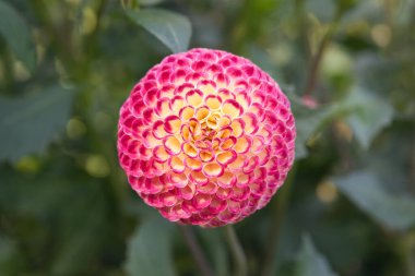 Sarı merkezli pembe Pompon Dahlia 'ya yakın çekim. Arka planda bulanık yeşillik var. Dahlia adı: Hapet Vinete.