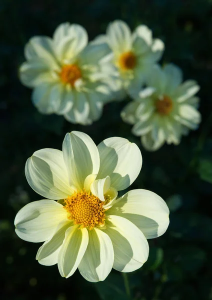 Detailní Záběr Žlutý Jednokvětý Dahlia Květ Další Květy Pozadí Pásající — Stock fotografie