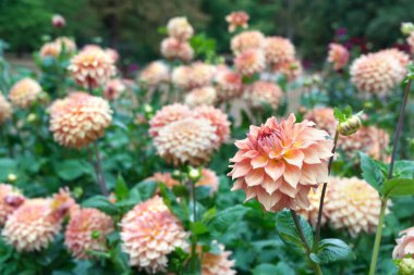 Şeftali rengi dekoratif Dahlia yaprakları arasında gövdelerinde çiçek açar. Bahçe, gün ışığı. Dahlias adı: Hapet Maskotu.
