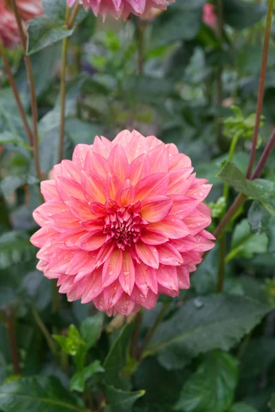 Pembe Renkli Dahlia Çiçeğinin Açık Renk Tonuna Yakın Plan Yeşillik — Stok fotoğraf