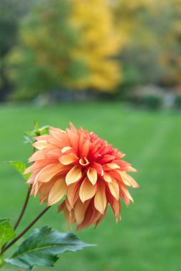 İki renkli, turuncu ve sarı yapraklı Dahlia yıldızına yakın çekim. Arka planda çimen ve sonbahar ağaçları var. Dahlia 'nın adı Hapet Stellar.