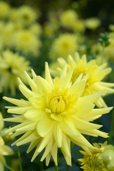 特写在一朵黄色的半仙人掌大丽花上 后面还有一些模糊的黄色大丽花 Dahlia叫Aggerperle室外 — 图库照片