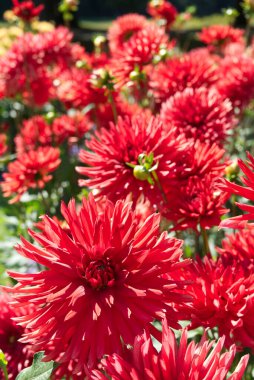 Bahçede kırmızı yarı kaktüs Dahlia çiçekleri açan bir tarla. Güneş ışığı, arka plan. Dahlias 'ın adı Bergers Rekord.