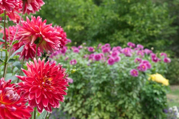 红色的各种大丽花在前景中绽放 背景是洋红色的大丽花 阳光下的花园 红色大丽花 名为Hapet Akita — 图库照片