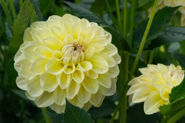 Yapraklar arasında sarı desenli Dahlia çiçeğine yakın plan. Gün ışığı. Dahlia 'nın adı Alloway Cottage.