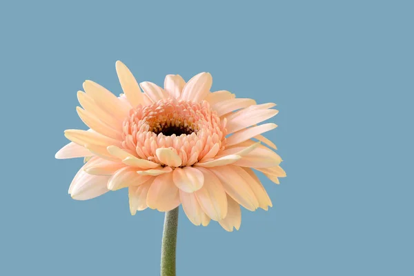 Primer Plano Sobre Una Flor Gerberas Color Salmón Con Tallo — Foto de Stock