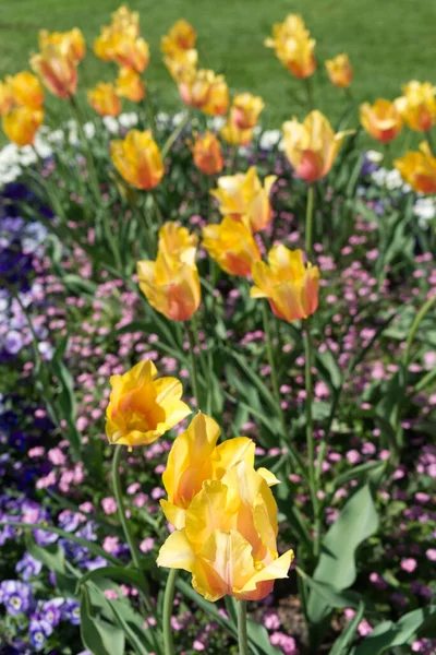 Fiori Tulipano Bicolore Forma Giglio Colore Giallo Arancio Altri Piccoli — Foto Stock