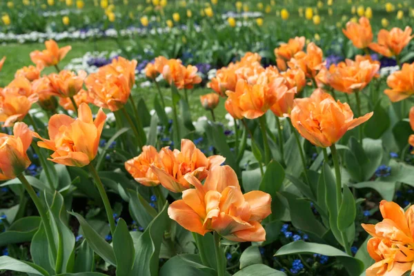 Close Orange Tulips Garden Other Flower Beds Yellow Tulips Background — Stock Photo, Image