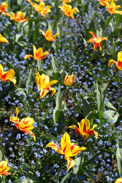 两色郁金香 百合花 黄色和红色 郁金香之间的蓝色小花 阳光下的花床 名为Firework的郁金香 — 图库照片