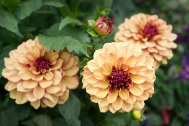Ahududu renkli merkezli üç şeftali renkli Dahlia çiçeğine yakın plan. Dahlias 'ın adı Creme de Cognac..