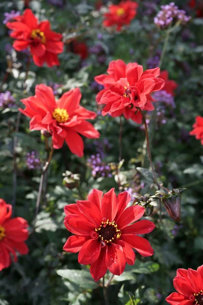 Scarlet red single-flowered Dahlia blossoms with yellow pistils. Semi-double corollas with dark foliage. Daylight, Purpletop Vervain between the Dahlias. Dahlias named: Bishop of Llandaff.