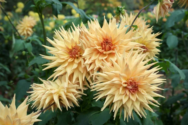 Close-up on orange-peach colored Dahlia blossoms named Hapet Aprikosa surrounded by foliage in a garden. Daylight.