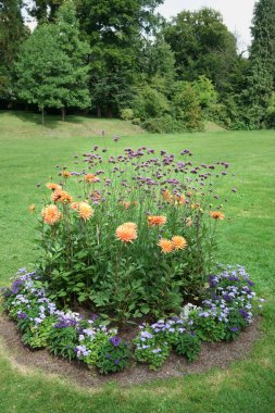 Orange semi-cactus Dahlias, Purpletop-Vervain and other flowers in one flower-bed. Lawn and trees in the background. Dahlias named Gold Crown.