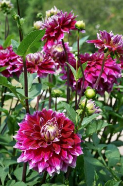 Close-up on decorative Dahlia blossoms. The petals are dark purple with white tips. Dahlias named Yozora. Garden, sunlight.