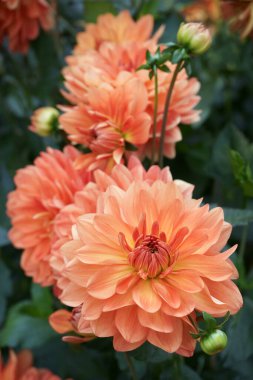 Close-up on an orange colored Dahlia blossom named Voits Ideal. Blossoms and foliage in the background. Outdoor.