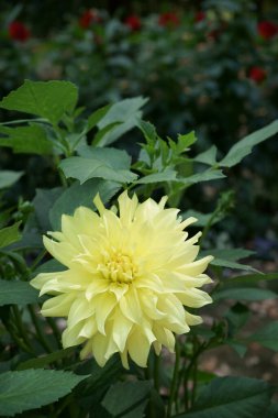 Corinnas Moonlight adında sarı dekoratif Dahlia çiçeğine yakın plan. Arka planda yapraklar ve kırmızı çiçekler.